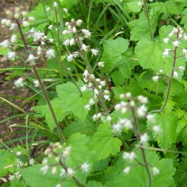 ズダヤクシュ ズダヤクシュ