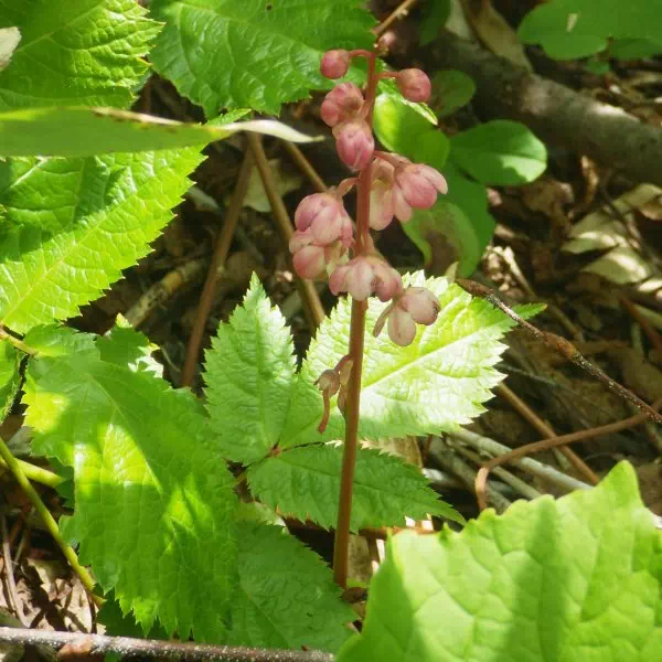 ベニバナイチヤクソウ ベニバナイチヤクソウ