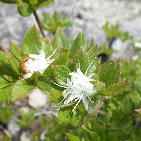 コメツツジ コメツツジ