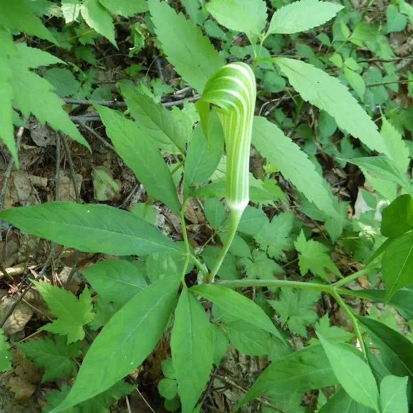 コウライテンナンショウ コウライテンナンショウ