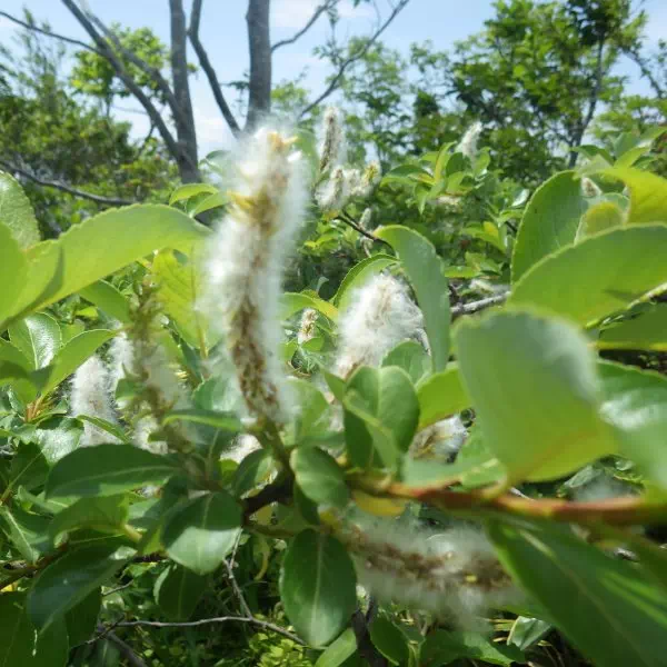 ミネヤナギ ミネヤナギ