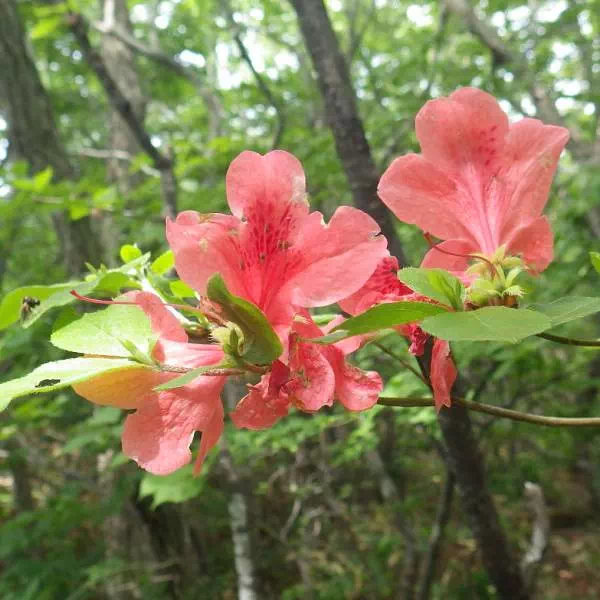 レンゲツツジ レンゲツツジ