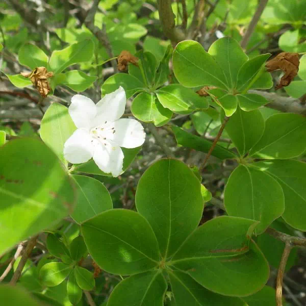 シロヤシオ シロヤシオ