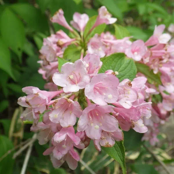 タニウツギ タニウツギ