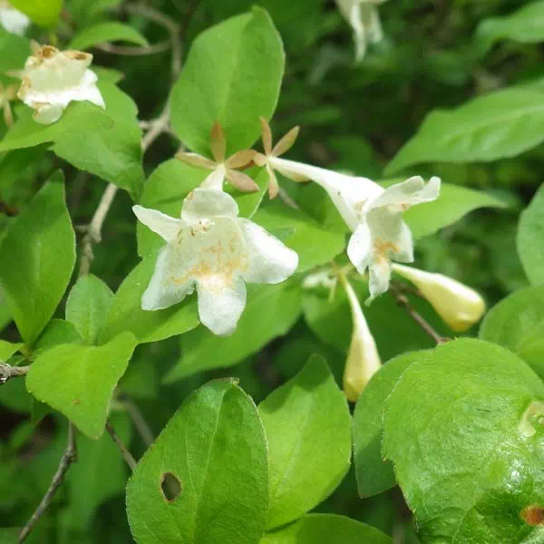 ツクバネウツギ ツクバネウツギ