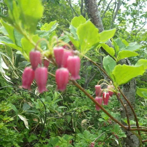 ウラジロヨウラク ウラジロヨウラク