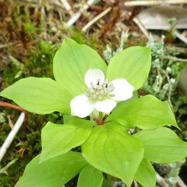 ゴゼンタチバナ