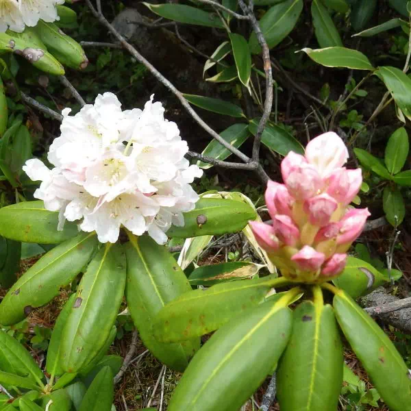 ハクサンシャクナゲ