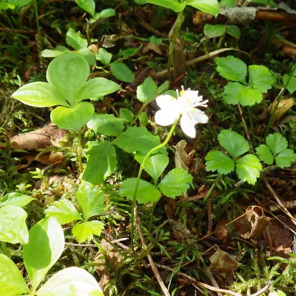 ミツバオウレン