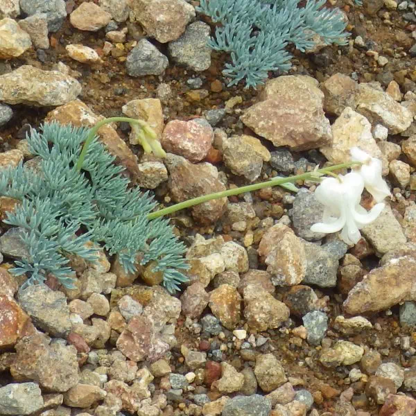 シロバナコマクサ