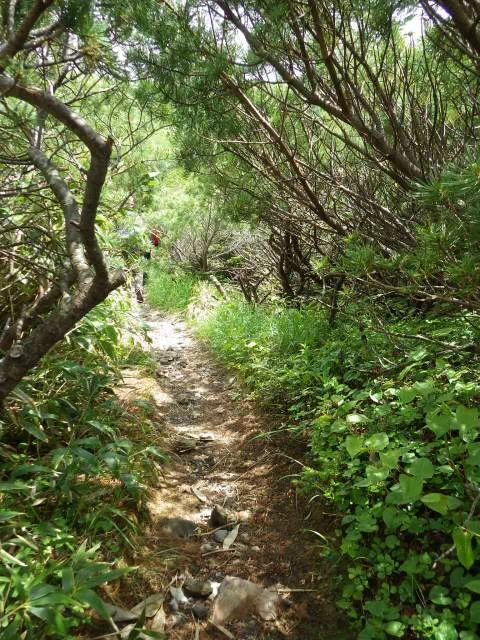 はい松のトンネル