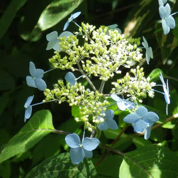 ガクアジサイ ガクアジサイ