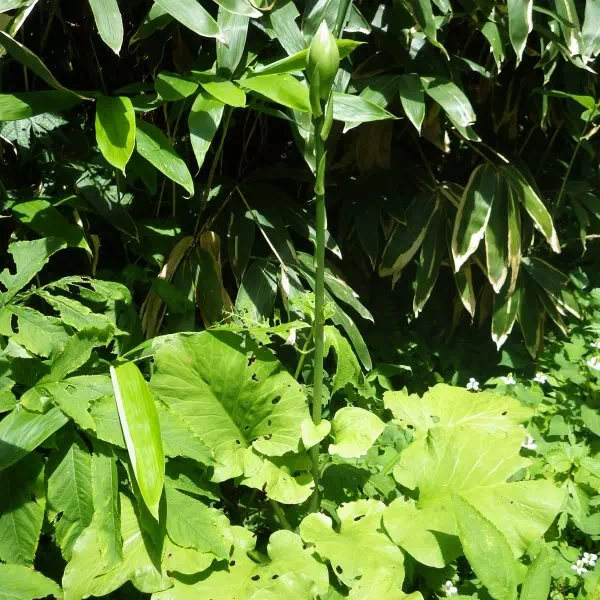 ウバユリ ウバユリ