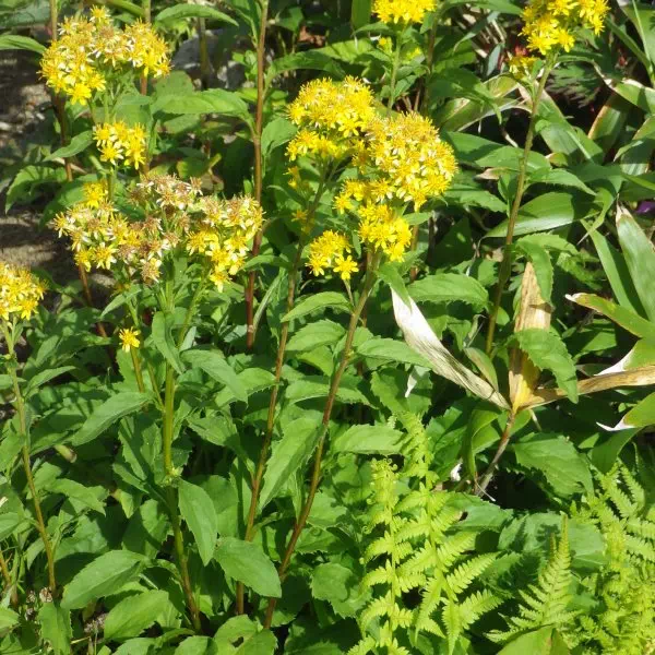 アキノキリンソウ アキノキリンソウ