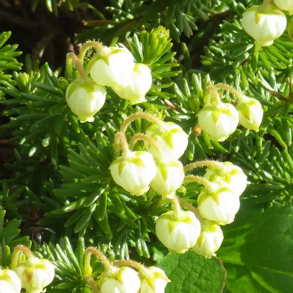 アオノツガザクラ