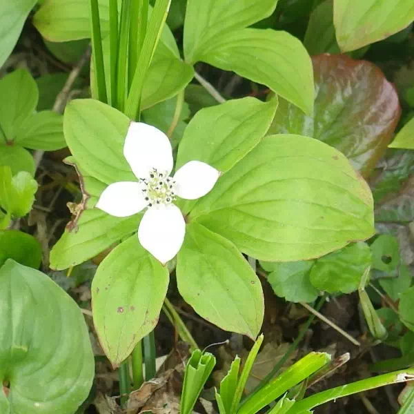 ゴゼンタチバナ