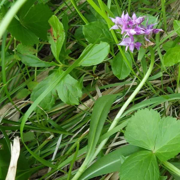 ハクサンチドリ