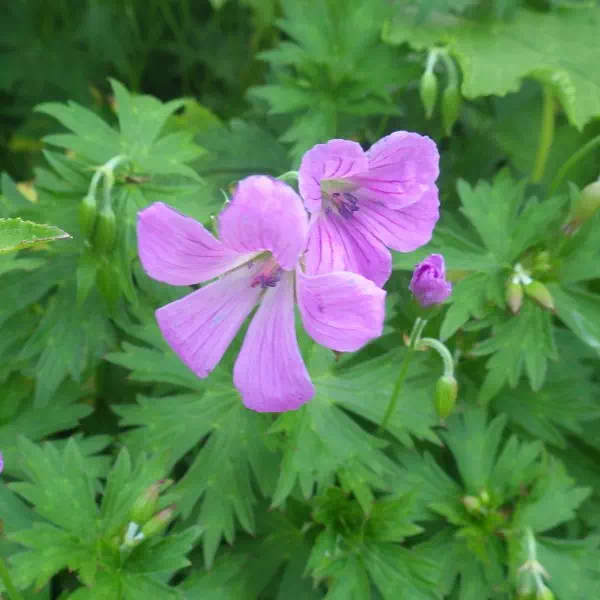 ハクサンフウロ