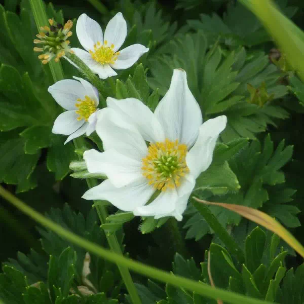 ハクサンイチゲ ハクサンイチゲ