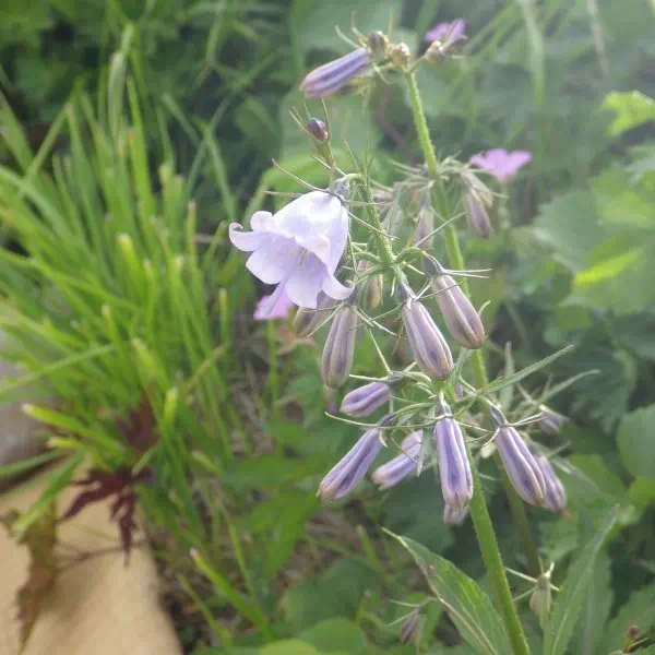 ハクサンシャジン