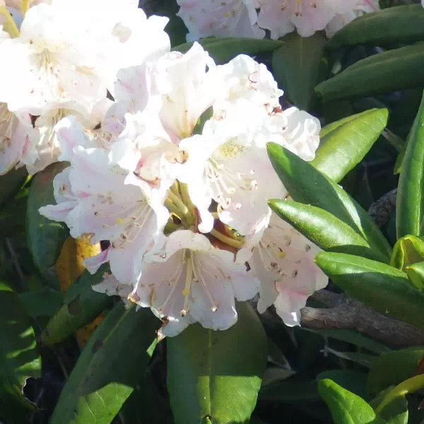 ハクサンシャクナゲ