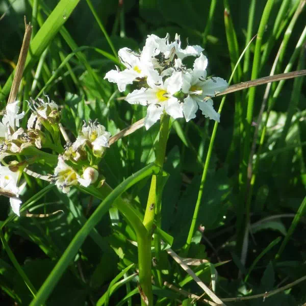 イワイチョウ イワイチョウ