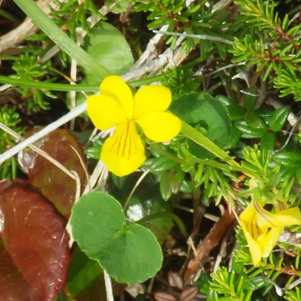 キバナノコマノツメ キバナノコマノツメ