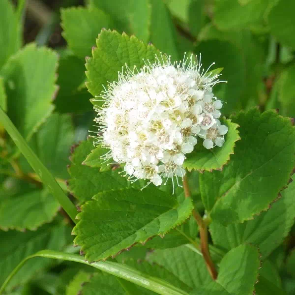 マルバシモツケ