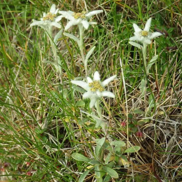 ミネウスユキソウ ミネウスユキソウ