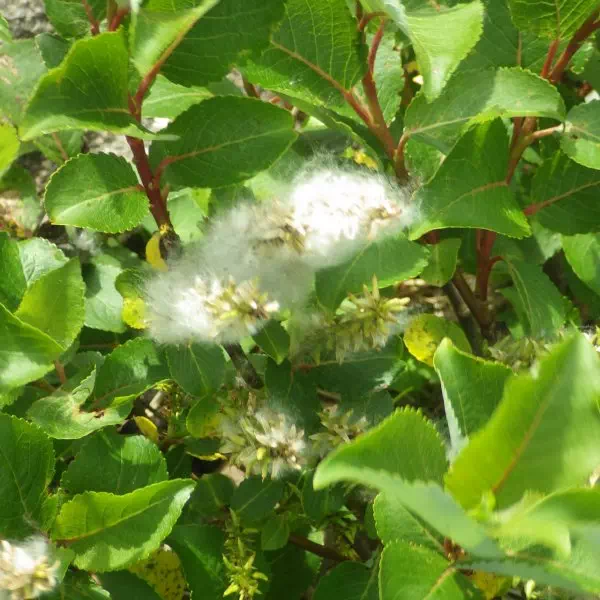 ミネヤナギ ミネヤナギ