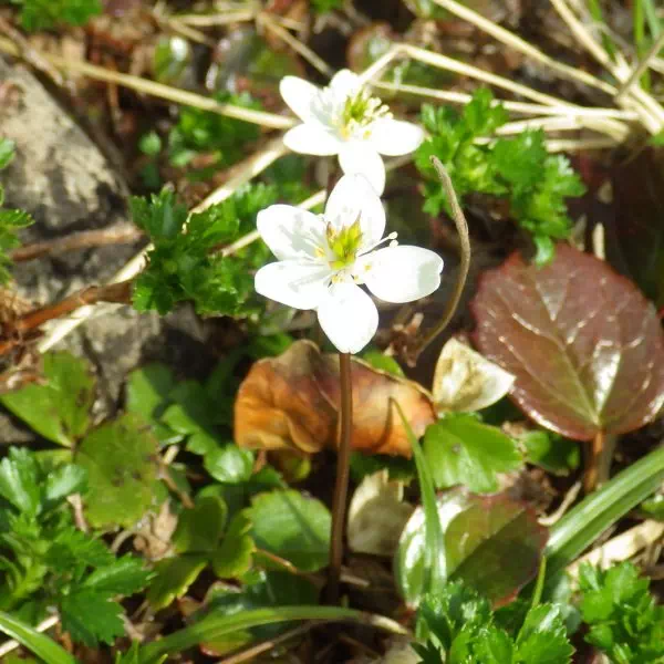 ミツバノバイカオウレン