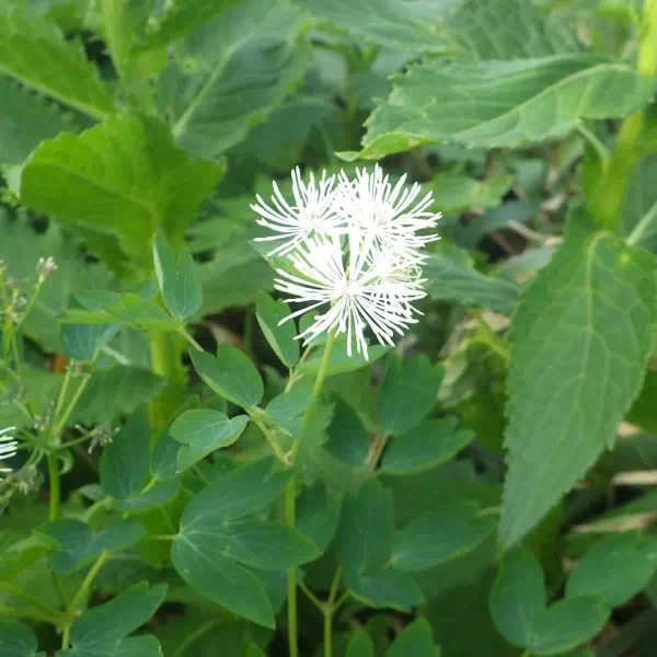 ミヤマカラマツ