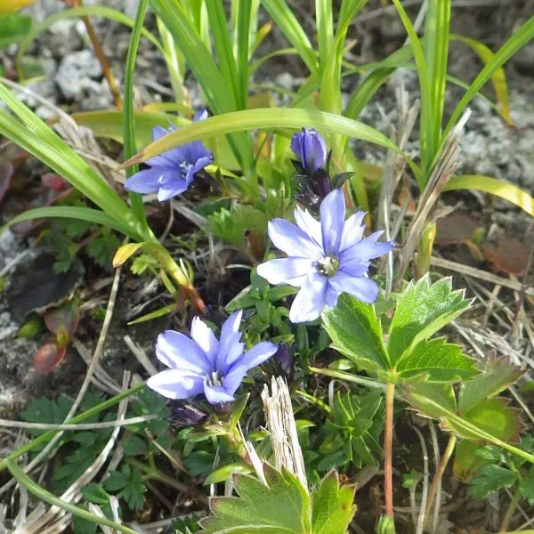 ミヤマリンドウ