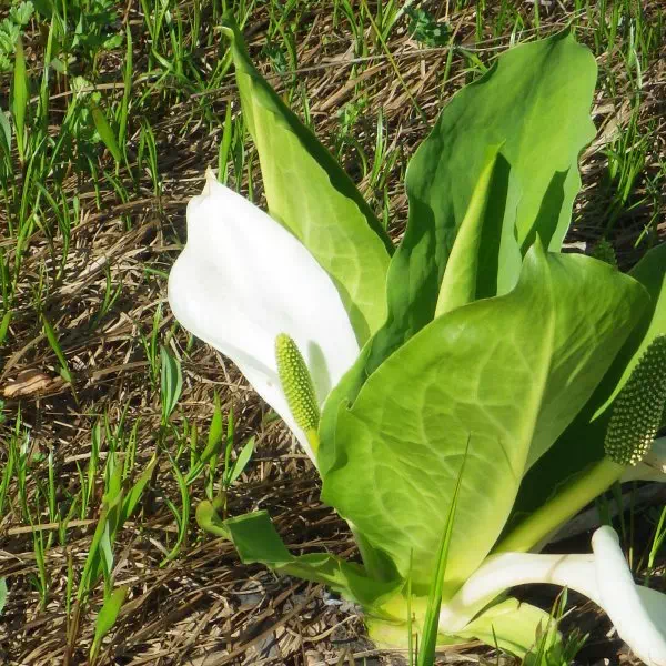 ミズバショウ ミズバショウ