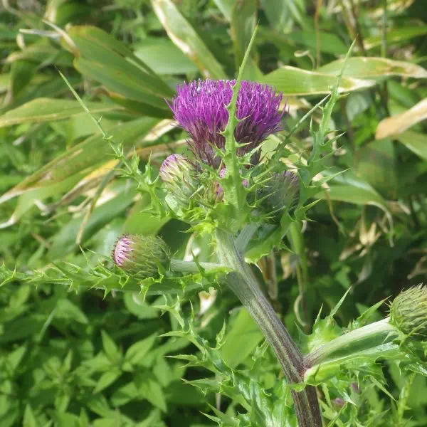 ナンブタカネアザミ