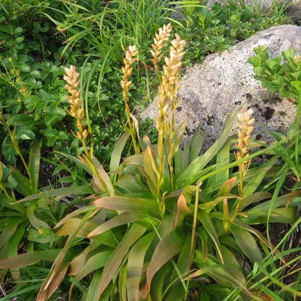 ネバリノギラン