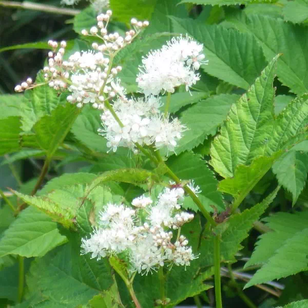 オニシモツケ オニシモツケ