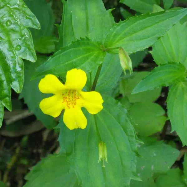 オオバミゾホオズキ オオバミゾホオズキ