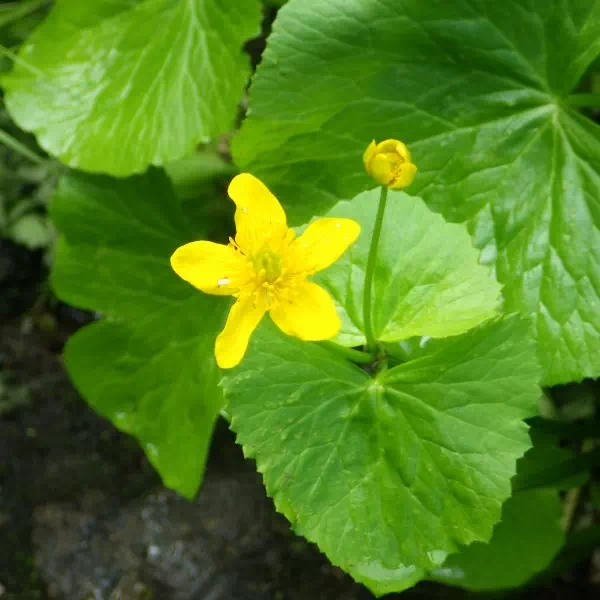 リュウキンカ リュウキンカ