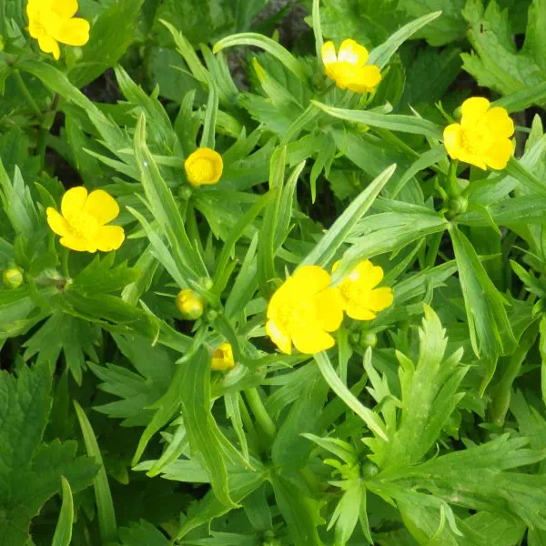 シナノキンバイ