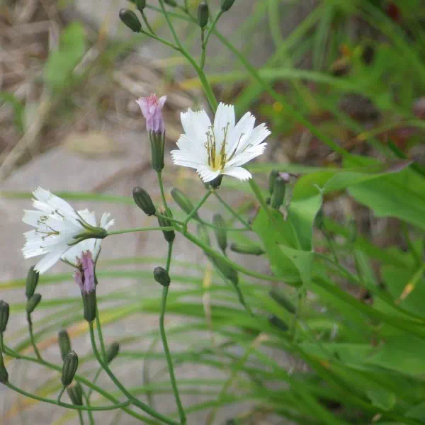 シロバナハナニガナ
