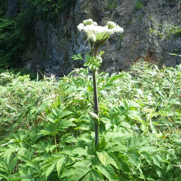 シシウド シシウド