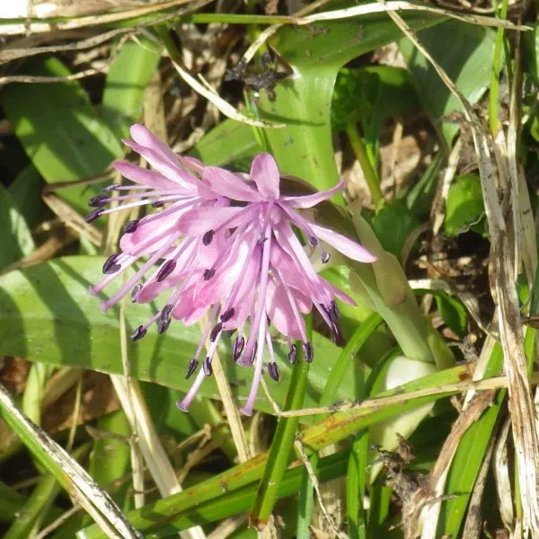 ショウジョウバカマ