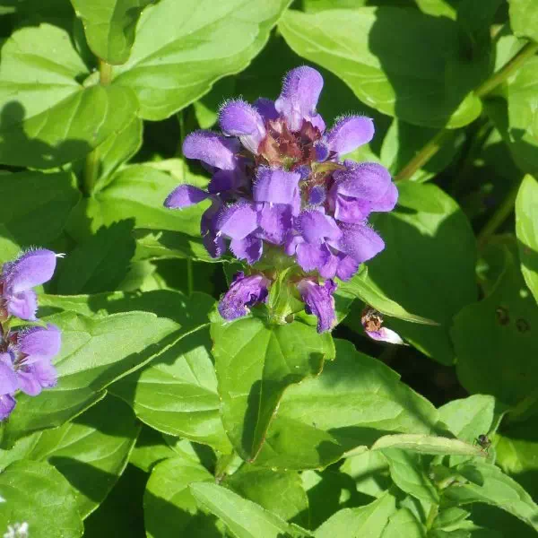 タテヤマウツボグサ