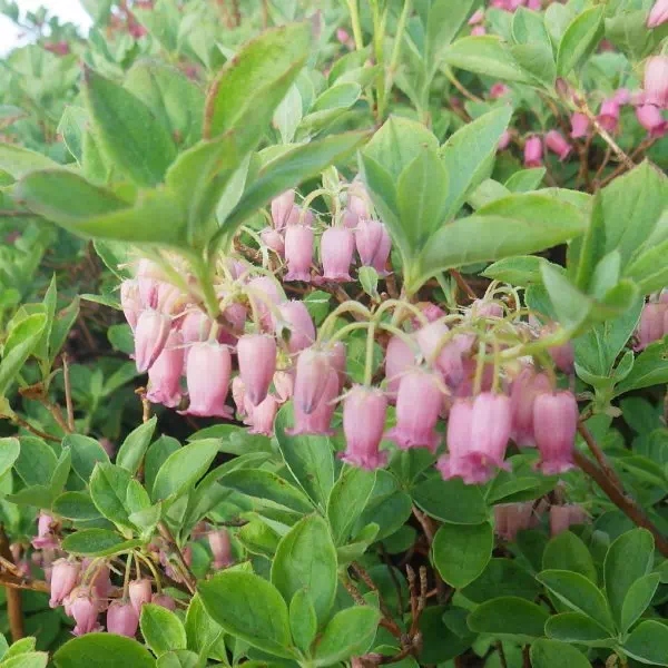 ウラジロヨウラク