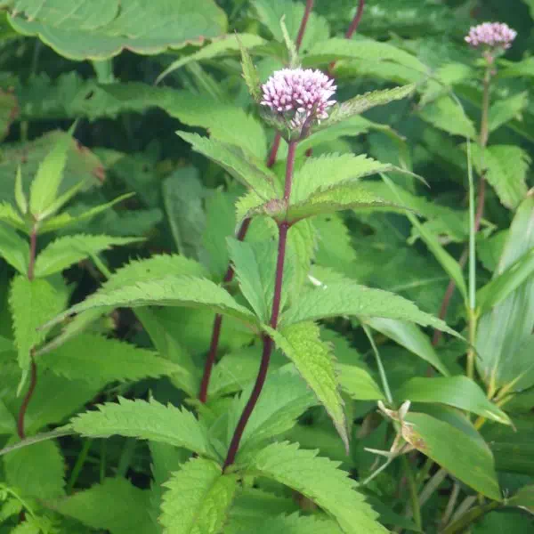 ヨツバヒヨドリ ヨツバヒヨドリ