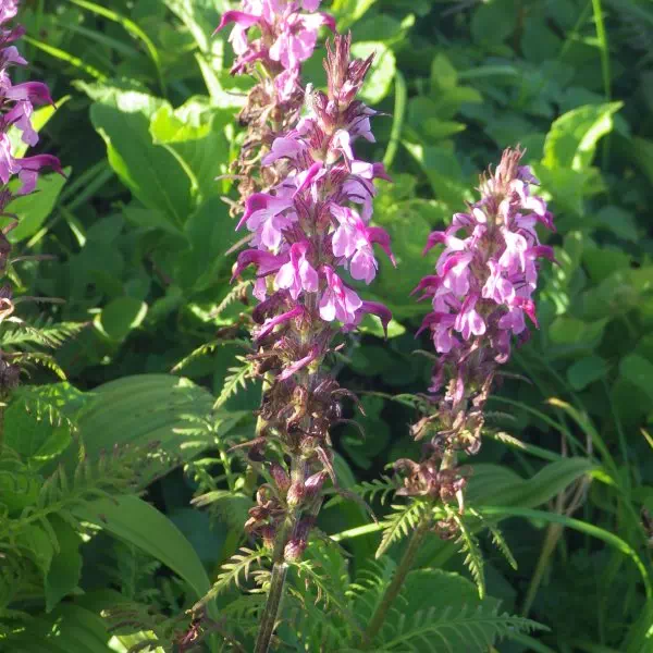 ヨツバシオガマ