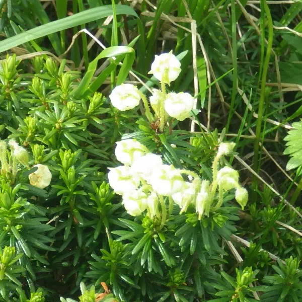 アオノツガザクラ