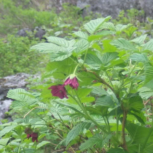 ベニバナイチゴ