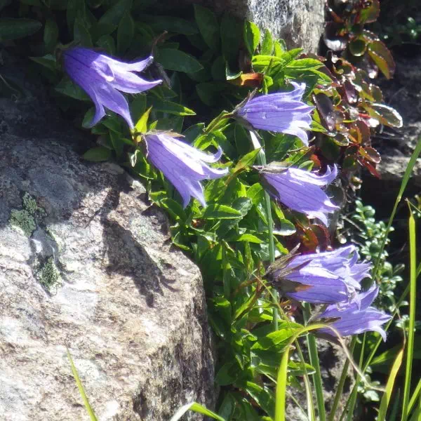 チシマギキョウ チシマギキョウ